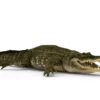 Alligator 3D Model Free Download 3D Model Creature Guard 12