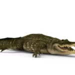 Alligator 3d model_(1)