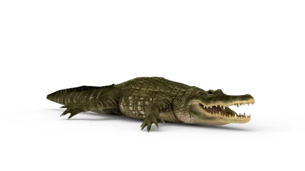 Alligator 3D Model Free Download 3D Model Creature Guard 2