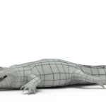 Alligator 3d model_(10)