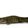 Alligator 3D Model Free Download 3D Model Creature Guard 14