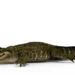 Alligator 3d model_(3)