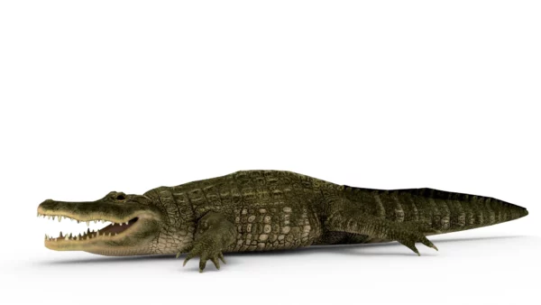 Alligator 3D Model Free Download 3D Model Creature Guard 4