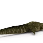 Alligator 3d model_(4)