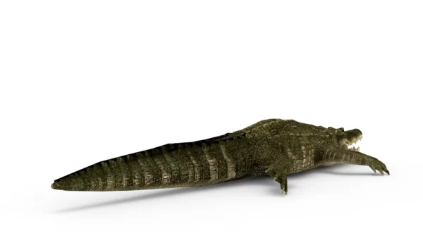 Alligator 3D Model Free Download 3D Model Creature Guard 7