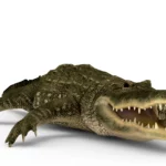 Alligator 3d model_(6)