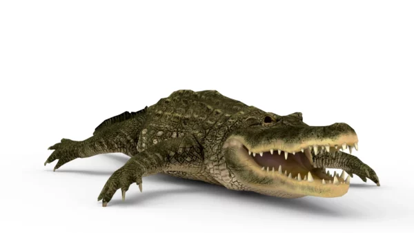 Alligator 3D Model Free Download 3D Model Creature Guard 3