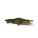 Alligator 3d model_(7)