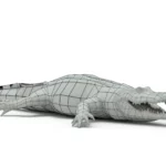 Alligator 3d model_(8)