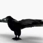 Crow 3D Model_(1)