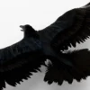 Crow 3D Model Free Download 3D Model Creature Guard 17