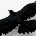 Crow 3D Model_(3)