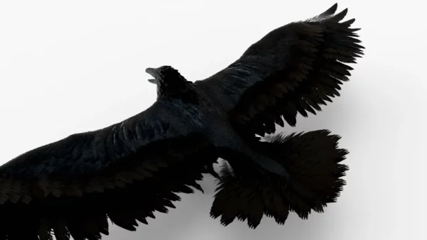 Crow 3D Model Free Download 3D Model Creature Guard 7