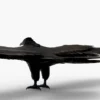 Crow 3D Model Free Download 3D Model Creature Guard 15