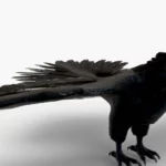 Crow 3D Model_(6)