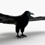 Crow 3D Model_(7)