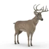 Deer 3D Model Free Download 3D Model Creature Guard 19