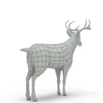 Deer 3d model_(13)