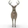 Deer 3D Model Free Download 3D Model Creature Guard 22