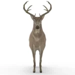 Deer 3d model_(2)