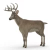 Deer 3D Model Free Download 3D Model Creature Guard 21