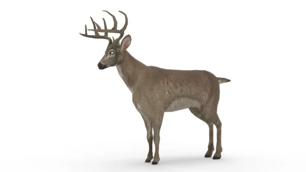 Deer 3D Model Free Download 3D Model Creature Guard 7