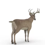 Deer 3d model_(4)