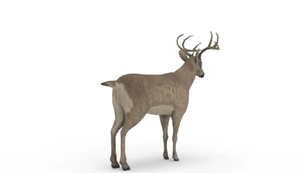 Deer 3D Model Free Download 3D Model Creature Guard 6