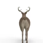 Deer 3d model_(5)