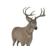 Deer 3d model_(6)