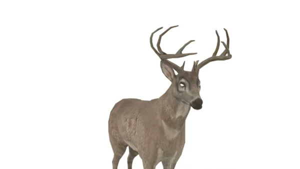 Deer 3D Model Free Download 3D Model Creature Guard 10