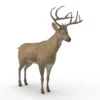 Deer 3D Model Free Download 3D Model Creature Guard 17