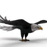 Eagle 3d model_(1)