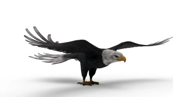 Eagle 3D Model Free Download 3D Model Creature Guard 2