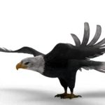 Eagle 3d model_(3)