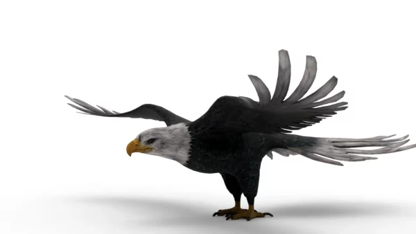 Eagle 3D Model Free Download 3D Model Creature Guard 3