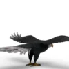 Eagle 3D Model Free Download 3D Model Creature Guard 16