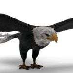 Eagle 3d model_(6)