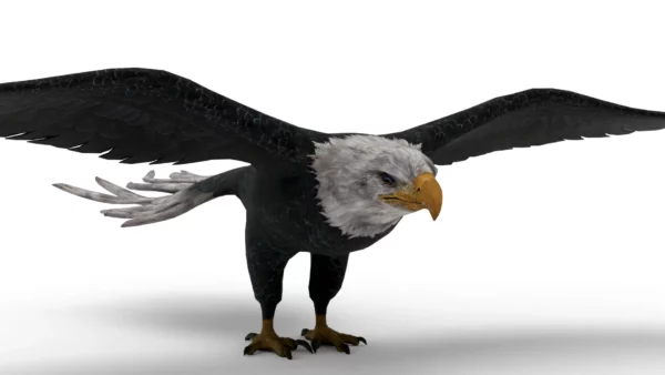 Eagle 3D Model Free Download 3D Model Creature Guard 7