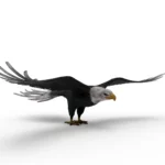 Eagle 3d model_(7)