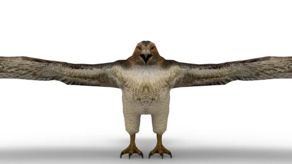 Hawk 3D Model Free Download 3D Model Creature Guard 4