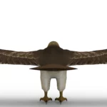 Hawk 3d model_(5)