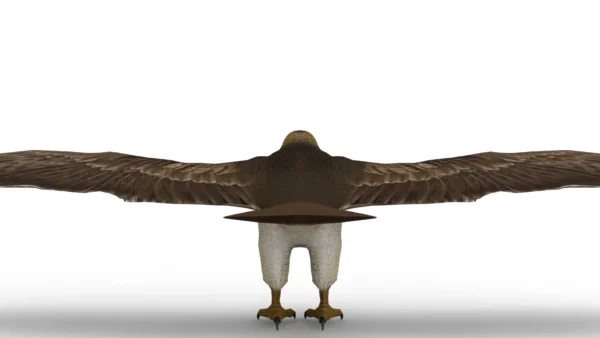 Hawk 3D Model Free Download 3D Model Creature Guard 6