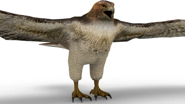 Hawk 3D Model Free Download 3D Model Creature Guard 7