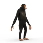 Monkey (chimp) 3d model_(1)