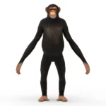 Monkey (chimp) 3d model_(2)