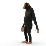 Monkey (chimp) 3d model_(3)