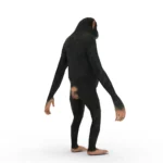 Monkey (chimp) 3d model_(4)