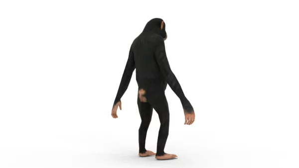 Chimpanzee 3D Model Free Download 3D Model Creature Guard 6