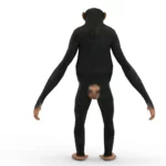 Monkey (chimp) 3d model_(5)